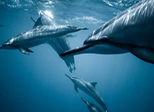 开云体育中国-津门虎热身赛过招西甲劲旅